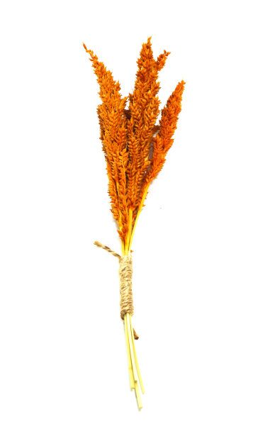 在白色背景下分离的桔黄色干草的宏图片下载