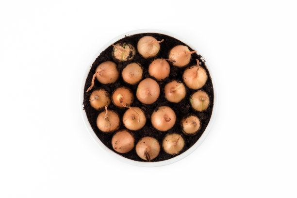 等待春天的洋葱在白色的背景上泛红图片下载