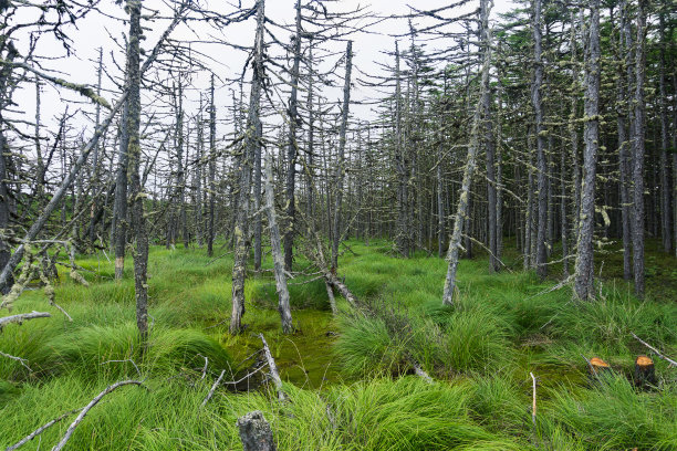 一张明亮的绿色沼泽和附近的云杉森林的照片。沼泽里有些树死了。枯树从沼泽中伸出来。树枝上挂着青苔。森林就像一个可怕的童话故事的森林。图片下载
