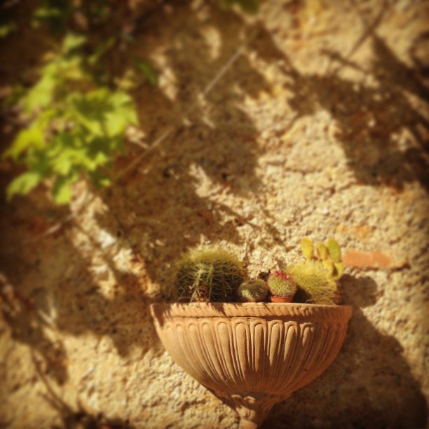 植物在托斯卡纳图片下载