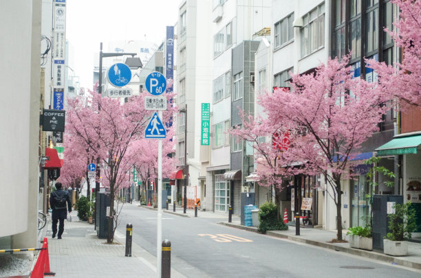 日本桥的樱花图片下载