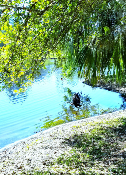 沙丘鹤在佛罗里达州坦帕市起飞图片下载