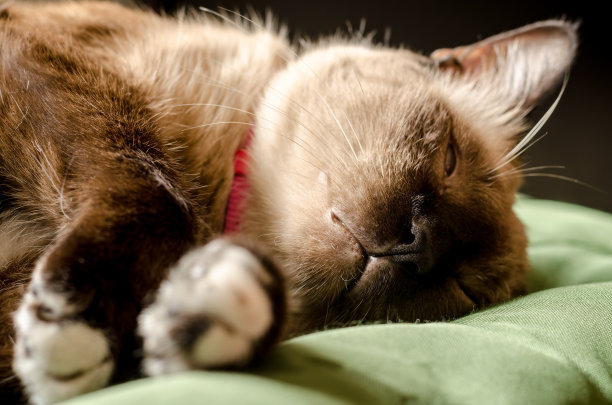 家养的灰猫在沙发上休息图片下载