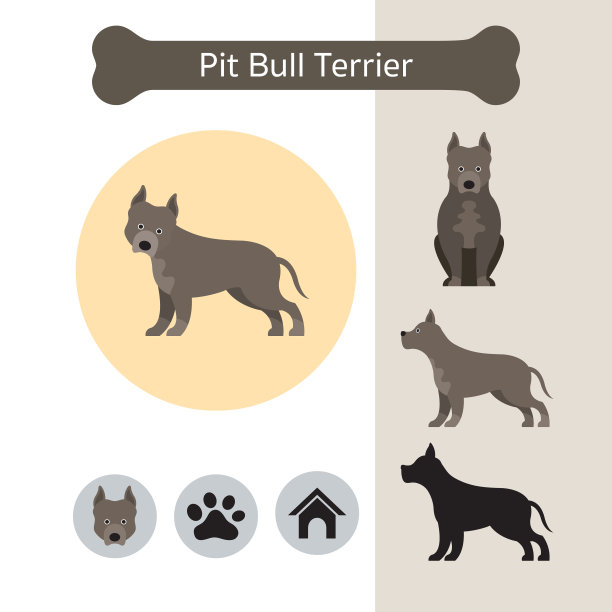 比特斗牛梗犬种信息图图片下载