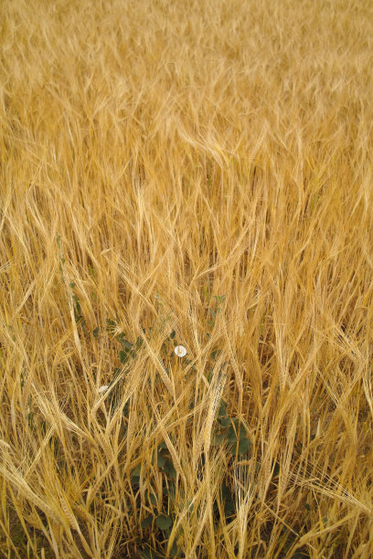 收获前在黄色谷物中除草图片下载