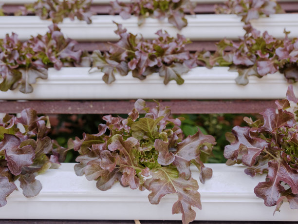 红色和紫色的年轻和新鲜蔬菜在白色托盘中垂直种植水培和有机方式图片下载