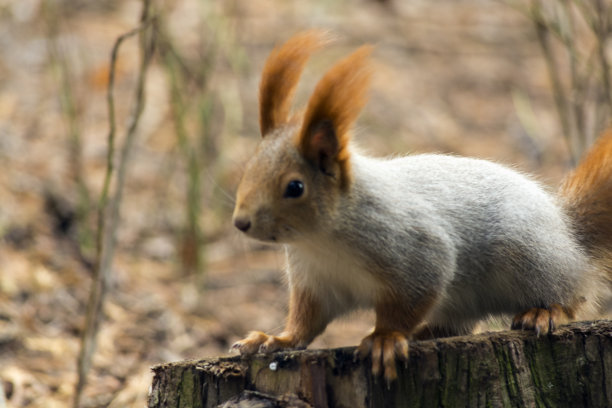松鼠图片下载