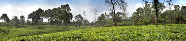 Wonosobo的茶园。印度尼西亚、Java图片下载