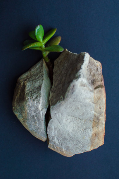 灰色的岩石被绿色的小肉质植物一分为二。深蓝色，接近黑色背景。生态、环境、绿色能源、地球日的概念。图片下载