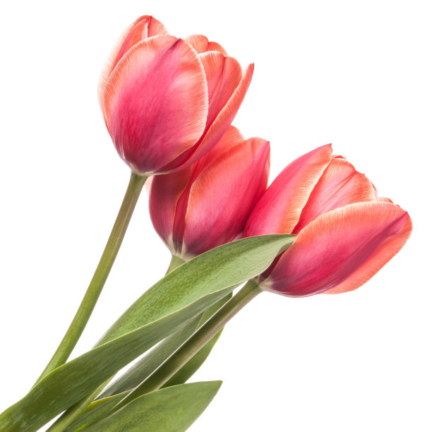 白色背景上孤立的郁金香花素材图片
