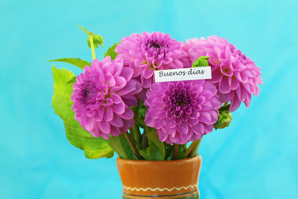 Buenos dias(在西班牙语中是早上好的意思)捧着粉红色的大丽花图片下载