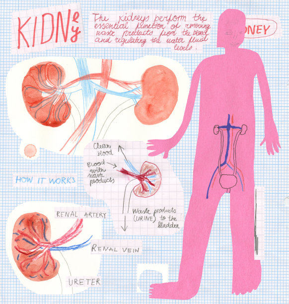 肾脏解剖图片下载