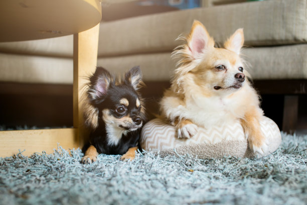 可爱的吉娃娃狗坐在地板上休息，等待他的主人图片下载