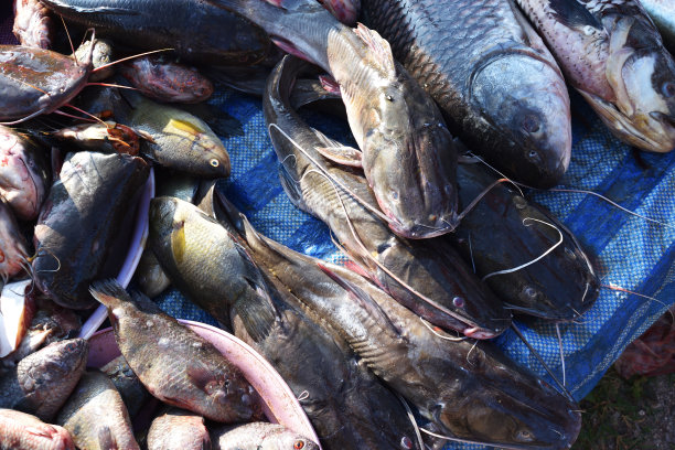 户外新鲜市场的鱼图片下载