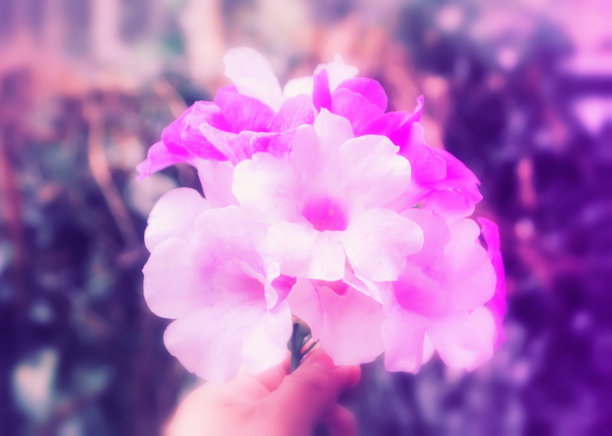 柔焦点紫罗兰花清新的春天户外照片自然背景图片下载