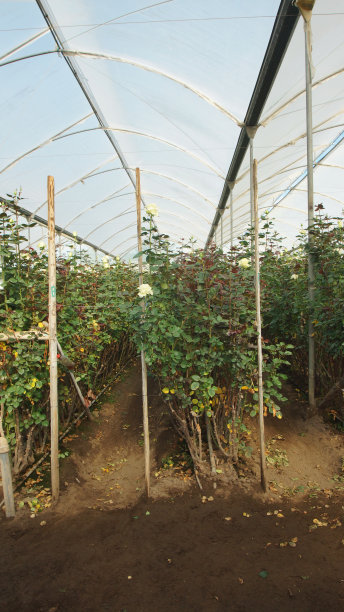 在一个被半透明塑料覆盖的温室内，种植着长茎的白玫瑰图片下载