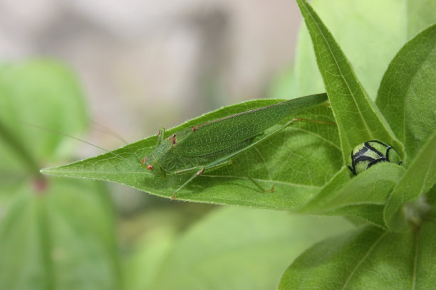绿色蚱蜢图片下载