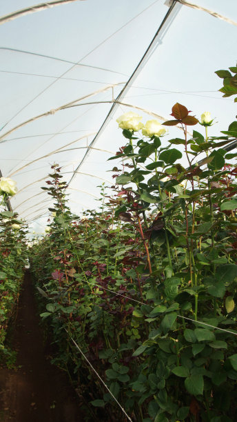在一个被半透明塑料覆盖的温室内，种植着长茎的白玫瑰图片下载