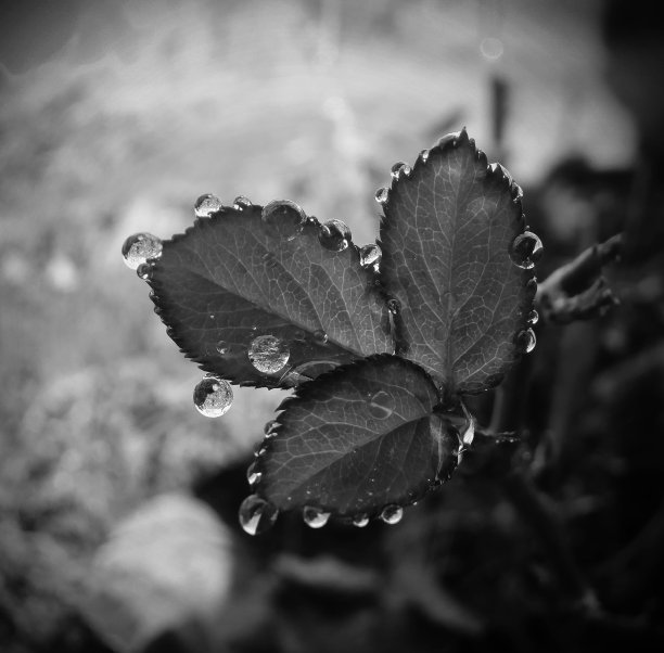 水滴的特写图片下载