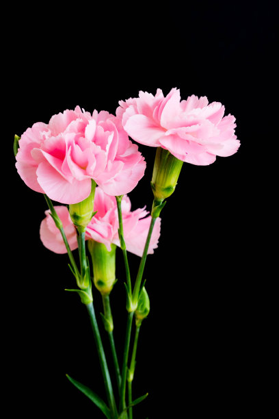 粉红色康乃馨配黑色背景图片下载