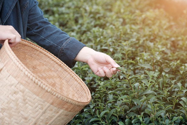 手工采摘的有机茶叶在茶园的产品，自然选择。素材图片