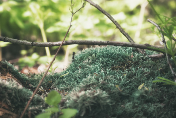 风景密集的绿色苔藓特写在春天开花的森林图片下载