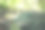 风景密集的绿色苔藓特写在春天开花的森林图片下载