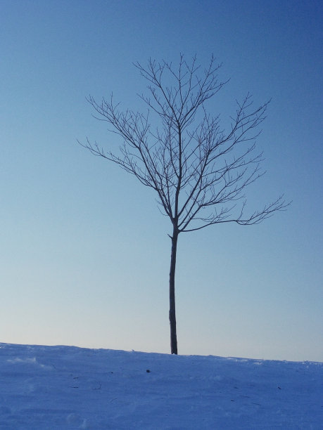 蓝色的树图片下载