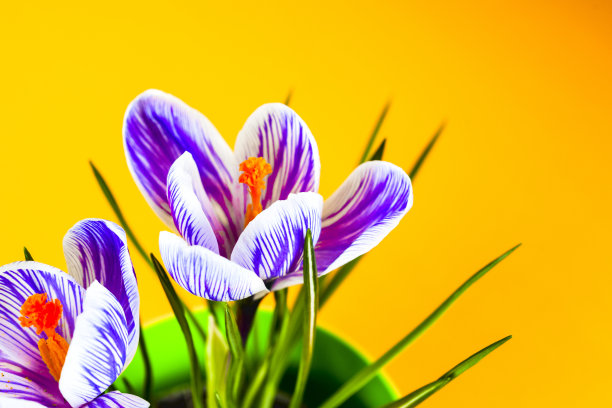 番红花在明亮的彩色背景。春天的花。图片下载