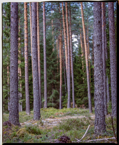 不完美的彩色幻灯片扫描带有灰尘和划痕。美丽的森林在秋天的颜色图片下载