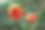 金盏花图片素材ID：314964510