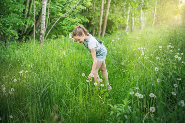 那个小女孩在高高的草丛中收集毛茸茸的白色蒲公英。图片下载