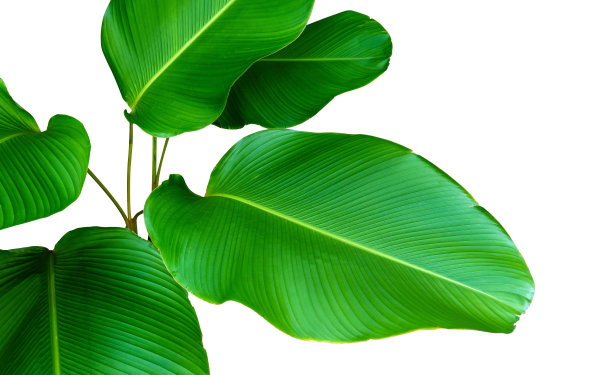 在白色上孤立的热带棕榈叶图片下载