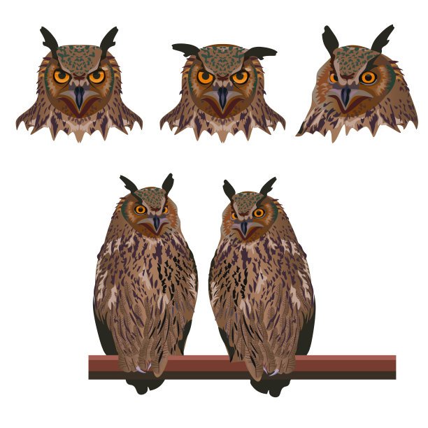 大雕鸟图片下载