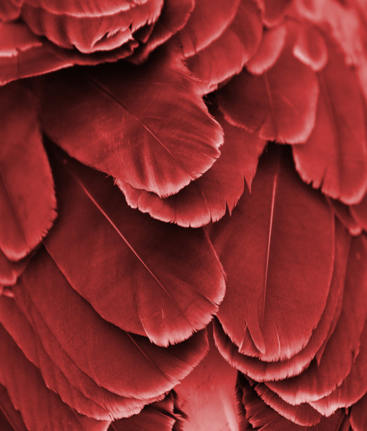 红色的羽毛图片下载