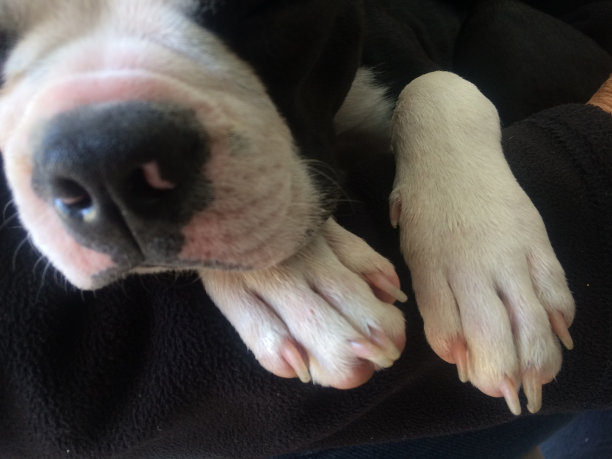 狗的鼻子和爪子图片下载