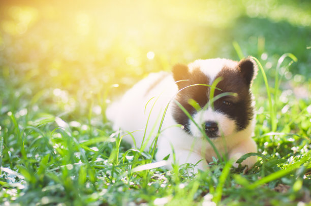 狗bangkaew在早上的草地上玩耍图片下载