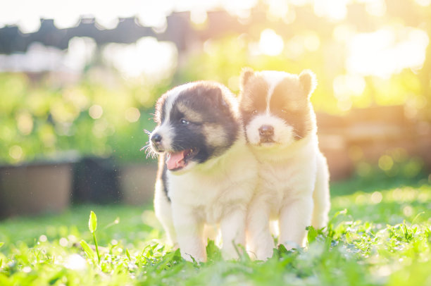 狗bangkaew在早上的草地上玩耍图片下载