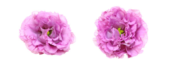 在白色背景下的口水仙花的头状花序图片下载