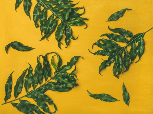 热带树木的绿色叶子在明亮的黄色背景图片下载