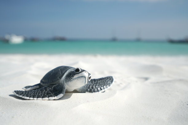 沙滩上的小海龟素材图片