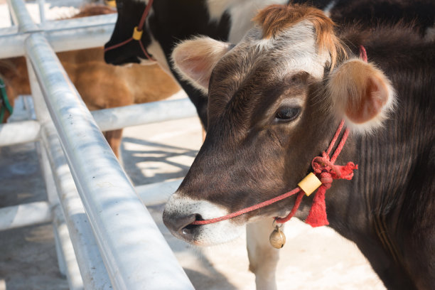 农场里的牛素材图片