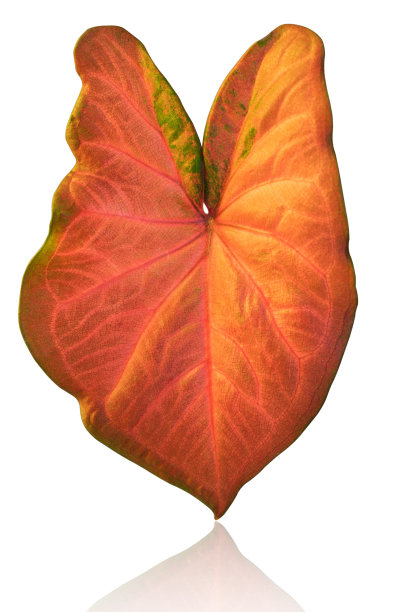 橙色贝母树叶图片下载