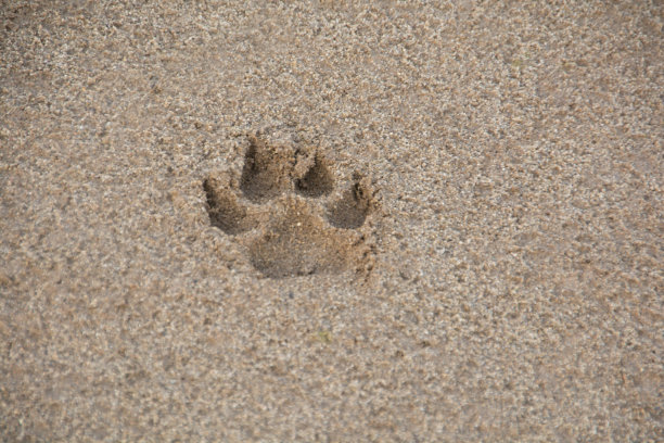 沙滩上的脚印图片下载