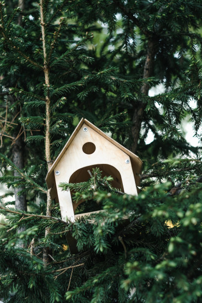 树上的鸟窝图片下载