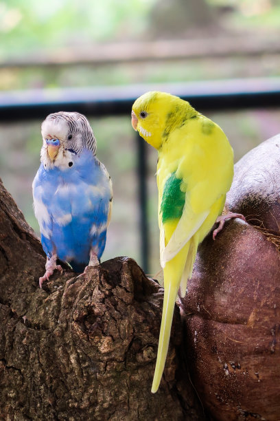 两只鸟，虎皮鹦鹉，小鹦鹉图片下载