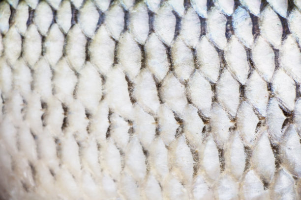 鱼皮，纹理自然，侧线可见图片下载