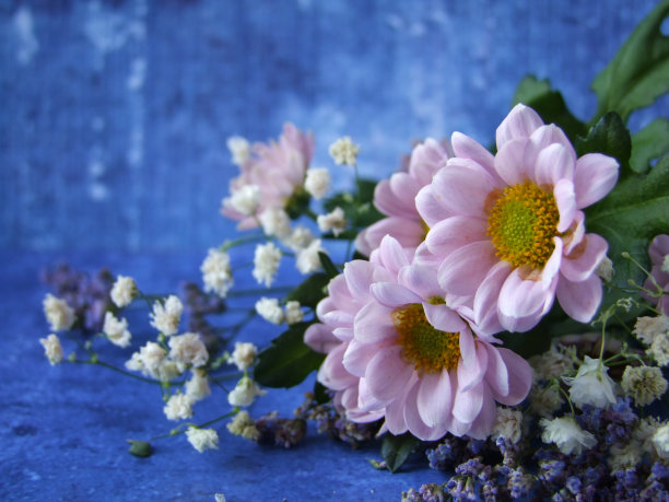 蓝色背景上的粉红色菊花图片下载