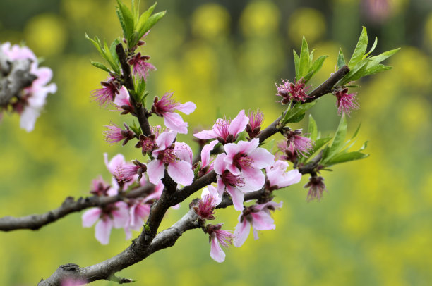 桃花盛开了素材图片