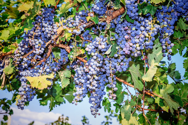 成串的红酒葡萄图片下载